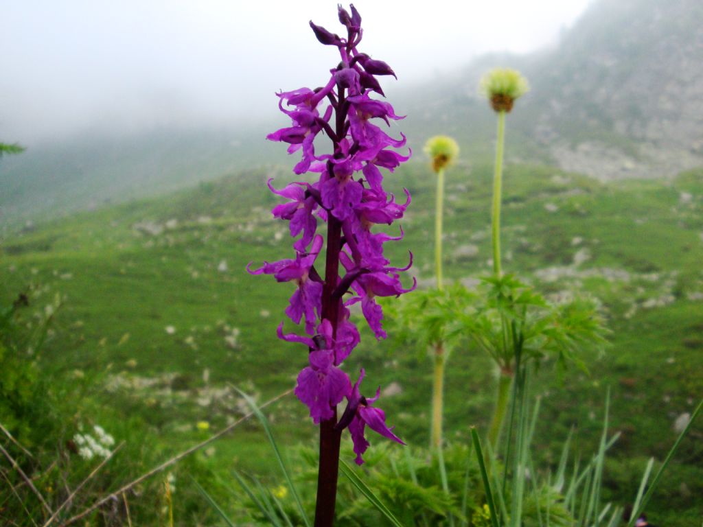 Orchis mascula subsp. speciosa / Orchide elegante